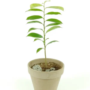 샤워숍(그라비올라)